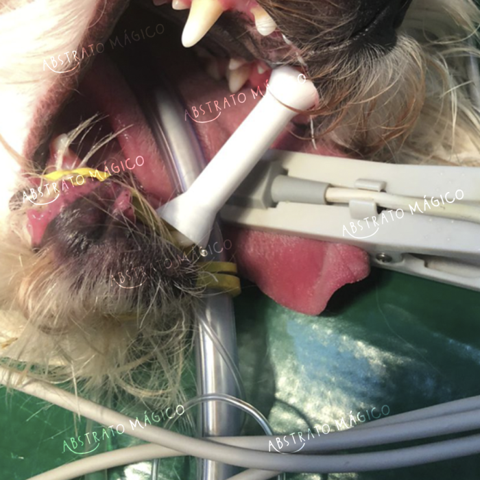 Kit Abre boca para Cães e Gatos - Uso Veterinário - Imagem 7