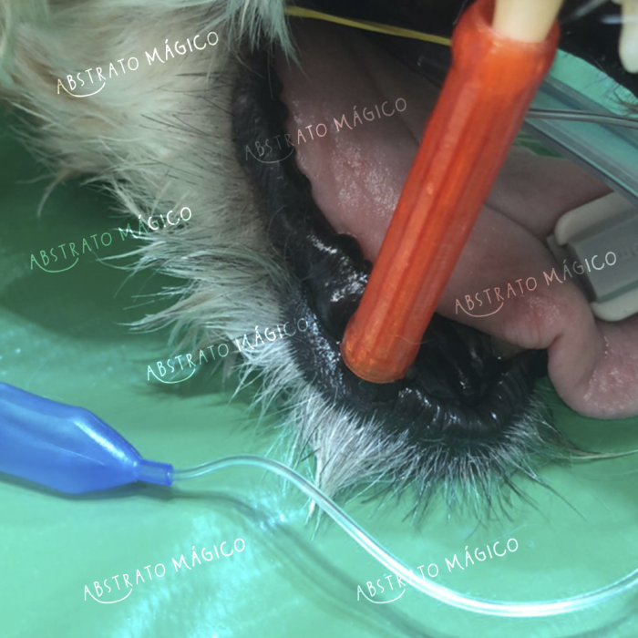 Kit Abre boca para Cães e Gatos - Uso Veterinário - Imagem 6