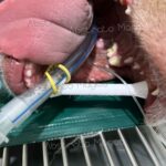 Kit Abre boca para Cães e Gatos - Uso Veterinário - Imagem 5