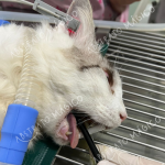 Kit Abre boca para Cães e Gatos - Uso Veterinário - Imagem 8